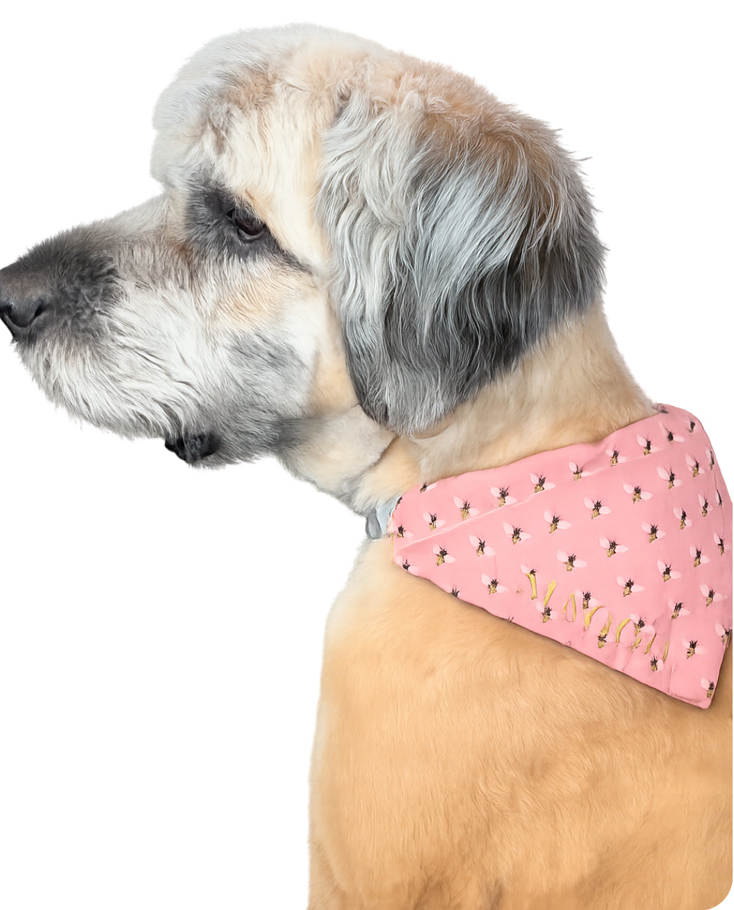 ‘Sweet as Honey’ Bumble Bee Dog Bandana